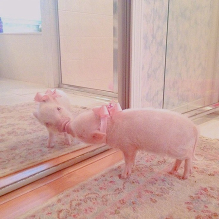 οѧ